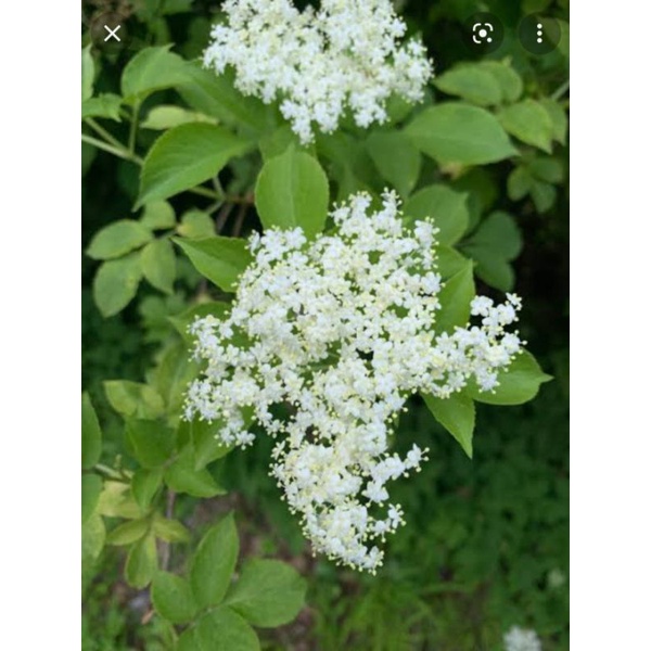 ต้นเอลเดอร์เบอร์รี่ American Elderberry ดอกไม้กินได้ ฝรั่งใช้ดอกทำน้ำเชื่อม ผลกินได้ ยอดกินได้  ประดับเบเกอรรี่