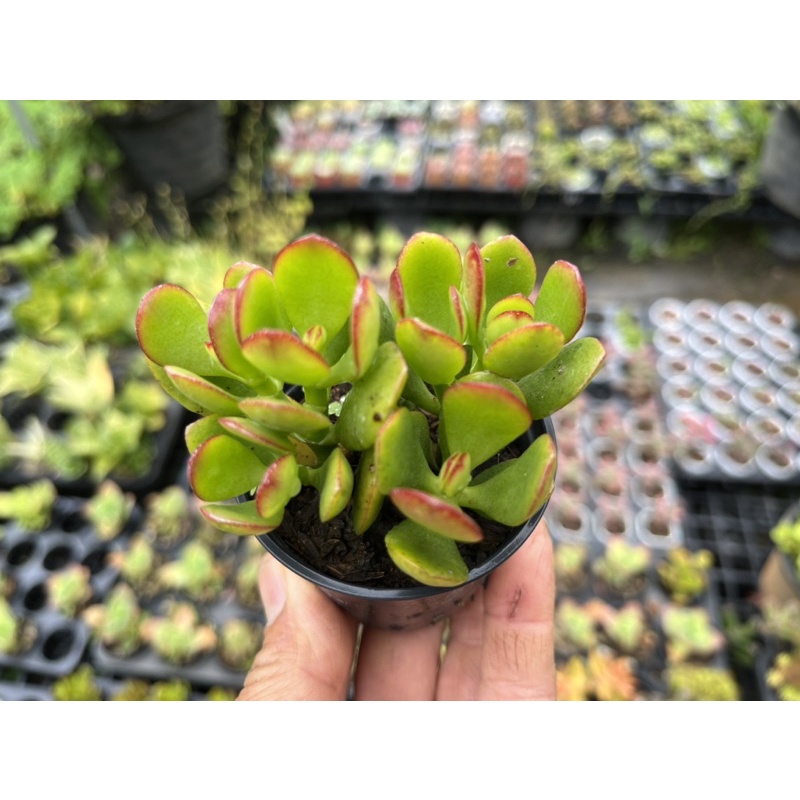 Crassula ovata "Crosby's Compact" (Dwarf Jade Plant) #ใบเล็ก ขอบใบแดง ไม้อวบนำ้ น่ารักๆ กระถาง 2 นิ้ว