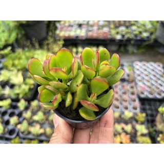 Crassula ovata "Crosbys Compact" (Dwarf Jade Plant) #ใบเล็ก ขอบใบแดง ไม้อวบนำ้ น่ารักๆ กระถาง 2 นิ้ว