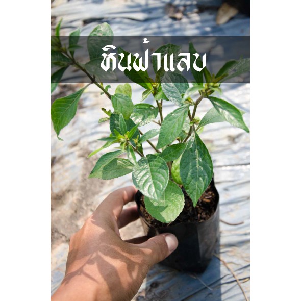 หินฟ้าแลบ (บาร์ตูนิต้า,เขียวสุรัตน์)ใช้ลดความดันใน เส้นเลือดเลี้ยงสมอง ราคา ถูกที่สุด ดีลบีเคเค แกลเลอรีภาพที่ 4