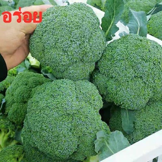 เมล็ด บล็อกโลี่ Broccoli Seeds 200เมล็ด บอนสีหายาก เมล็ดพันธุ์ผัก พันธุ์ไม้ผล เมล็ดดอกไม้ บอนสีสวยๆ ต้นไม้มงคล พันธุ์ดอก