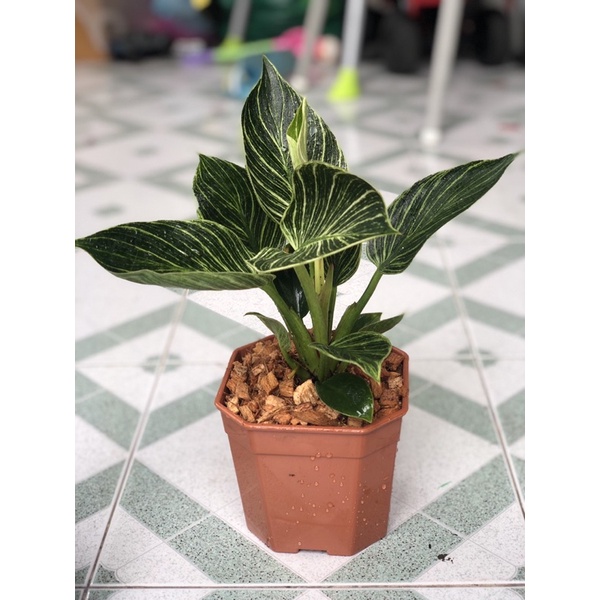 ฟิโลเดนดรอนเบอร์กิ้น Philodendron berkin ฟิโรเบอร์กิ้น