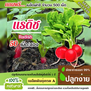 เมล็ดพันธุ์ แรดิช 50 เมล็ด อัตราการงอก95% เมล็ดพันธุ์ ผักสลัด เมล็ดผัก เมล็ดผักสลัด พันธุ์พืช พันธุ์ผักสวนครัว