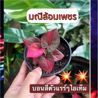 มณีล้อมเพชร บอนสีตัวแรร์ๆบอนด่าง✨ จัดส่งต้นในภาพจริง ❇️ด่างแดงสวยๆ❇️