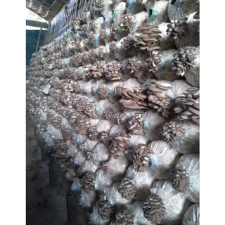 🍄ก้อนเชื้อเห็ดนางรม🍄หรือ 🍄เห็ดนางฟ้า🍄เชื้อแรง พร้อมเปิดดอก🍄ก้อนละ 25 บาทถ้าซื้อครบ 10 ก้อนแถมฟรี 1 ก้อนจ้า🍄