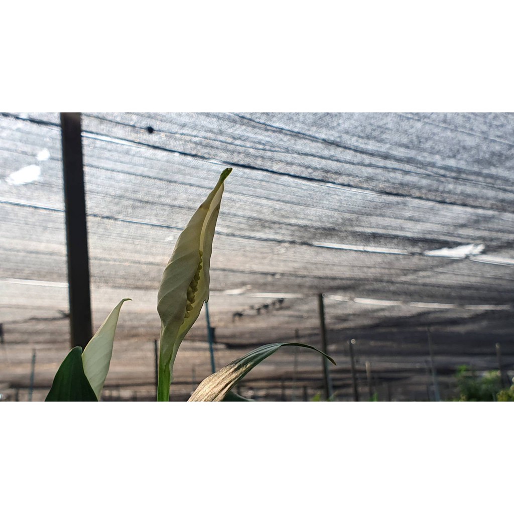 มุมมอง 4