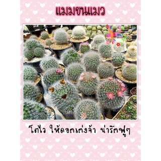 แมมขนแมว ขนาดพร้อมให้ดอก ส่งถอดกระถาง