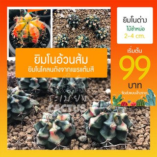 🌵ยิมโนด่าง อ้วนส้ม 99 บาท Carnelian PTS cactus 🌵ไม้หน่อ ยิมโนโคลน เพชรแต้มสีด่างกระจาย 🔥 กระบองเพชร เริ่มต้น 99.-