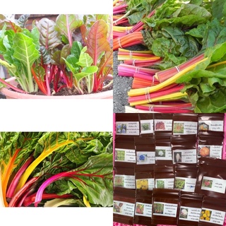 เมล็ดพันธุ์ สวิสชาร์ด คละสี (Mix Swiss Chard) บรรจุ 20 เมล็ด