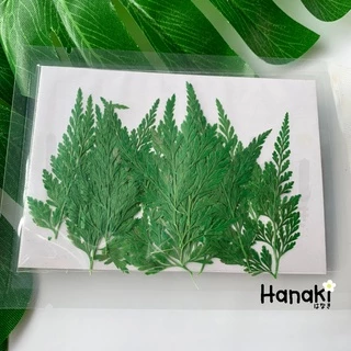 【พร้อมส่ง】ใบเฟิร์นแห้ง ใบไม้เฟิร์นทับแห้ง ใบไม้ทับแห้งสำหรับงานdiy