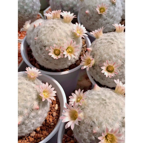 แมมขนนกญี่ปุ่น ดอกริ้วชมพูดอกหอม ขนแน่นฟู Mammillaria plumosa