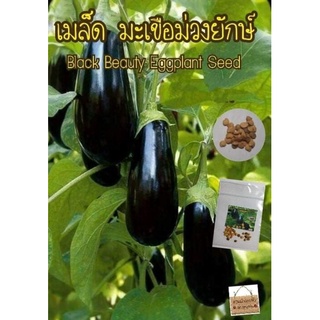 เมล็ดพันธุ์ มะเขือม่วงยักษ์ 20 เมล็ด Black Beauty Eggplant Seed เมล็ดแท้ นำเข้า