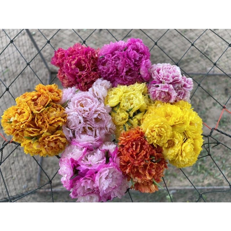 แพร่เซี่ยงไฮ้ ครึ่งโล 75 บาท กิ่งสวยๆอวบๆปลูกง่ายโตไว