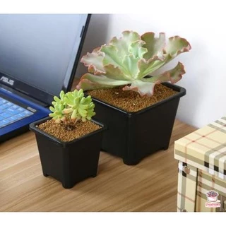 กระถางสี่เหลี่ยม TP กระถางพลาสติก แคคตัส กระบองเพชร ไม้อวบน้ำ Cactus&Succulent