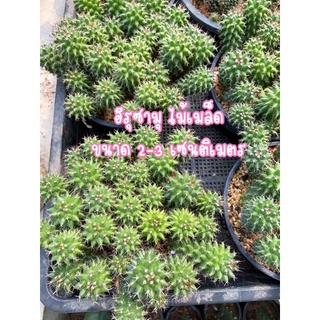 แมมอิรุซามุ แมมปุยหิมะ mammillaria erusamu แคคตัส กระบองเพชร cactus