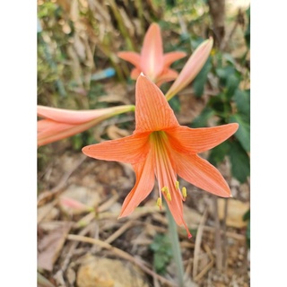 2 หัวว่าน ว่านสี่ทิศ Amaryllis ว่านสี่ทิศพื้นเมือง สีส้มโอรส 18-22 ซม หัวขนาดใหญ่ ปลูกติดทุกหัว