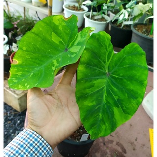 โคโลคาเซียเลม่อนไลม์ เก็กโกะ Lemon lime Colocasia gecko สูง37cm. มี2ใบ ในกระถาง8นิ้ว