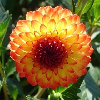 Mixed Dahlia Seeds Flower Seeds เมล็ดพันธุ์ ต้นไม้ประดับ เมล็ดดอกไม้ ต้นไม้ ไม้ประดับ เมล็ด ไม้ดอก，200 เมล็ด (ไม่ใช่พืช)