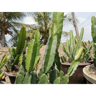 ตอสามเหลี่ยม ตัดสด 1 ตอ ราคาโล๊ะสวน ถูกมาก ถูกที่สุด Cactus แคคตัส กระบองเพชร ไม้อวบน้ำ ไม้กราฟ ราคาถูก ตอกราฟ