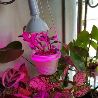 หลอดไฟปลูกต้นไม้ 200 LED Grow Light 20W สำหรับปลูกต้นไม้ในที่มีแสงน้อย