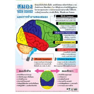 สมอง และ การทำงานของสมอง EQ-160 โปสเตอร์กระดาษ หุ้มพลาสติก