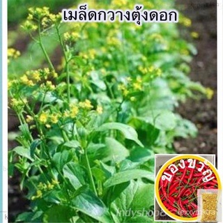 เมล็ดอวบอ้วน100%，ไทยในสต็อกพร้อมส่งเมล็ดพันธุ์กวางตุ้งดอก  300-500 เมล็ด [10 เเถม 1 คละได้]เมล็ดพืชคุณภาพสูงCosmosPurity