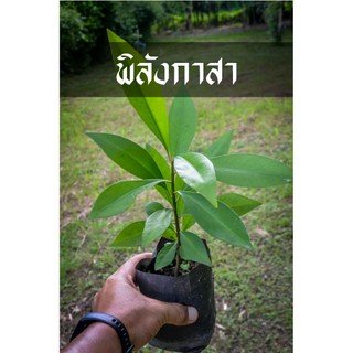 ต้นพิลังกาสา หนึ่งในสมุนไพรหายาก ขนาดถุง 3x5 นิ้ว ต้นสูง 15-20 cm