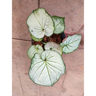 ต้นบอนสีของขวัญ ในกระถาง 6 นิ้ว Caladium bicolor สายพันธุ์ของขวัญ ราชินีไม้ใบ พร้อมส่งทั้งต้นพร้อมใบ ไม้มงคล ไม้ประดับ