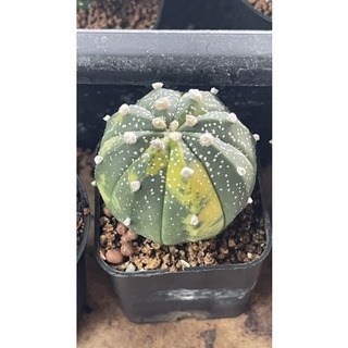 แอสโตรด่าง เพาะเมล็ด ด่างสวย มีหลายขนาด Astrophytum asterias variegated