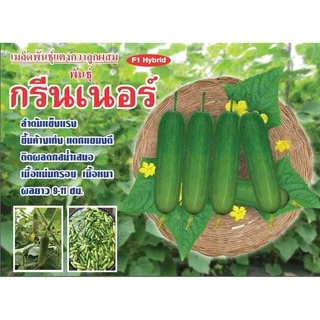 เมล็ดพันธุ์ แตงกวาลูกผสม กรีนเนอร์ ตราตะวันต้นกล้า ลอตใหม่ล่าสุด