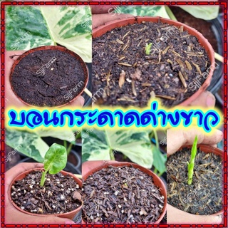 ใหม่!!Alocasia macrorrhizos ชิ้นตา-ไข่บอนกระดาดด่างขาว รื้อจากต้นแม่ด่างแท้ จัดส่งพร้อมกระถาง