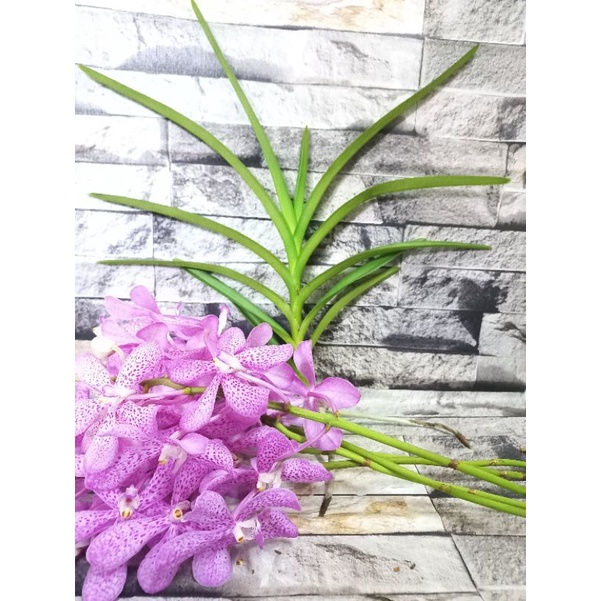 ต้นกล้วยไม้มอคคาร่าชมพู ดอกลายสีชมพูอมม่วง สีสันสดใส ออกดอกตลอดทั้งปี กล้วยไม้รากอากาศ ปลูกเกาะต้นไม้ใหญ่ได้
