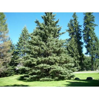 เมล็ดพันธุ์นำเข้าจาก อังกฤษ เมล็ดพันธุ์ Picea glauca white spruce 10 เมล็ด