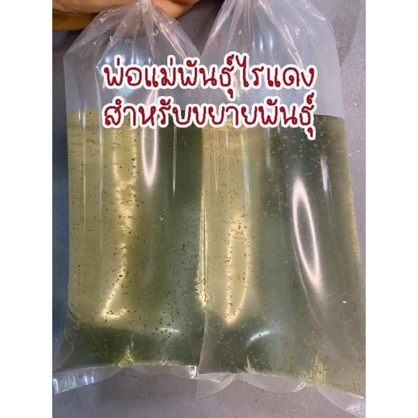 พ่อแม่พันธุ์ไรแดง 3 ถุง 50 บาท ใช้สำหรับขยายพันธุ์ในน้ำเขียวหรือน้ำใส