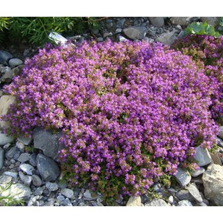 เมล็ดพันธุ์ ไทม์เลื้อย thymus serpyllum creeping thyme สีม่วง 100 เมล็ด เมล็ดพันธุ์นำเข้าจาก อังกฤษ