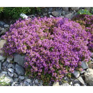 เมล็ดพันธุ์ ไทม์เลื้อย thymus serpyllum creeping thyme สีม่วง 100 เมล็ด เมล็ดพันธุ์นำเข้าจาก อังกฤษ