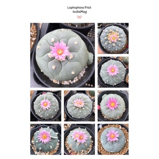 เมล็ดโลโฟ Lophophora fricii seeds