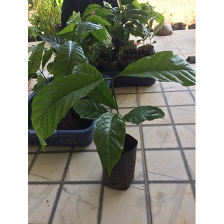 ต้นกาแฟโรบัสตร้า 🌱🌳☕️