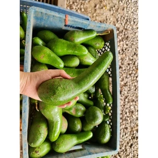อโวคาโด้เกรดA🥑🥑 สายพันธุ์034 บัคคาเนีย ปีเตอร์สัน พื้นเมือง 1 กิโลกรัม 💥💥ซื้อ 10 แถม 1 โล💥💥