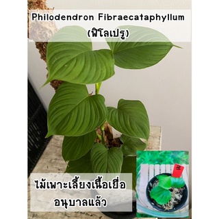 ฟิโลเปรู (Philodendron Fibraecataphyllum) ไม้เพาะเลี้ยงเนื้อเยื่ออนุบาลแล้ว