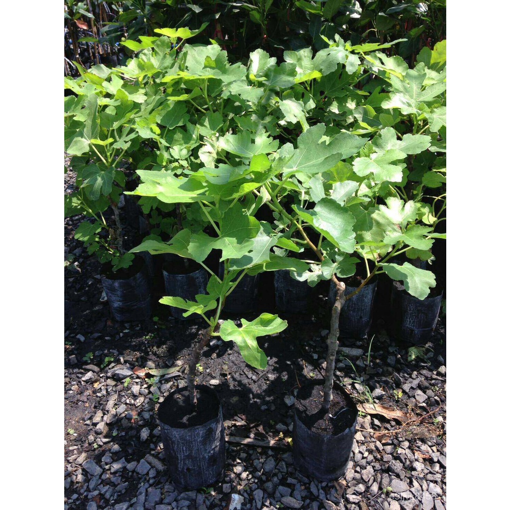 เมล็ดพืชคุณภาพสูง ต้นมะเดื่อพันธุ์ japanBTM6 Figsขนาด 6นิ้ว ลำต้นสูง 45-50 ซม (ทาบกิ่ง) Y4TN