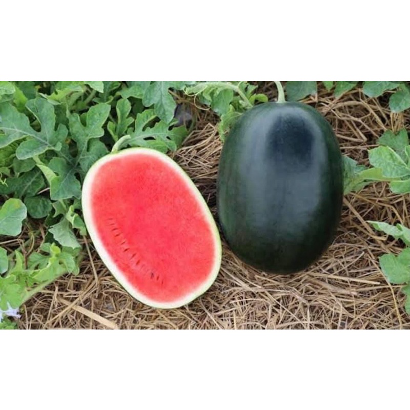 แตงโมลูกผสม ทัมอัพ 40กรัม ลอตใหม่ล่าสุด❗️❗️พร้อมส่ง - รูปที่ 2