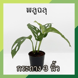 พลูฉลุ กระถาง 3 นิ้ว Monstera Adensonii ต้นพลูใบฉลุ ต้นไม้ในร่ม ต้นไม้ฟอกอากาศ ต้นไม้น้ำ พลูด่าง