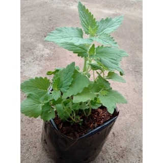 ต้นพันธ์ุแคทนิป Catnip กันชาแมว แมวมีความสุขค่า