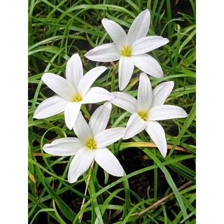 ดอกบัวดินคละสีลุ้นสายพันธุ์ลุ้นสีชุดละ20หัว5-7สีสายพันธุ์ได้หลายสี