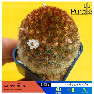 ต้นกระบองเพชร แมมคาร์มีเน หนามแดง Mammillaria carmenae #แคสตัส #cactus #carmenae #Mammillaria