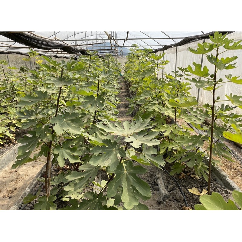 กิ่งสด มะเดื่อฝรั่ง (สำหรับปักชำ-ติดตา-เสียบยอด) รวมสายพันธุ์ เลือกซื้อใน “ตัวเลือกสินค้า” - รูปที่ 7