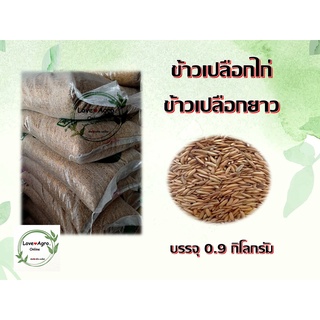 ข้าวเปลือกไก่ ข้าวไก่ชน ข้าวเปลือกยาว (แบ่งขาย 0.9 กิโลกรัม)