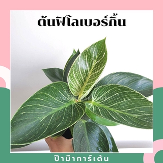 ต้นฟิโลเดนดรอน เบอร์กิ้น (Philodendron Birkin) กระถาง 6 นิ้ว ต้นใหญ่ สวย