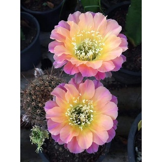 cactus  กระบองเพชร 🌵🌵หน่อเด็ดสดอิชินอพ Echinopsis TS9 ขนาด 2 - 2.5 ซม. ดอกดกมาก อิชินอปซิส  แคคตัส